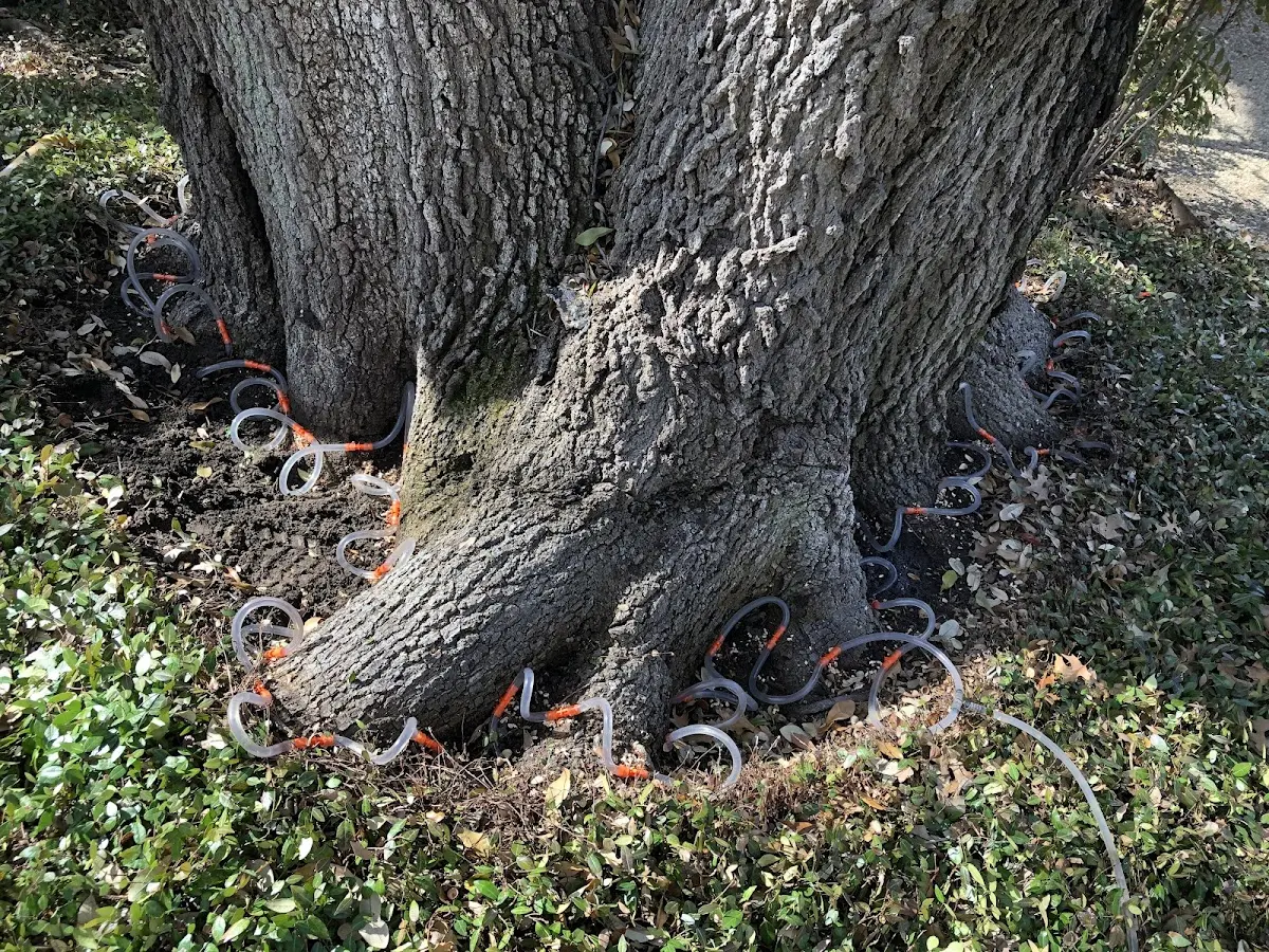 Detailed Tree Cabling and Bracing job site in Bluffton