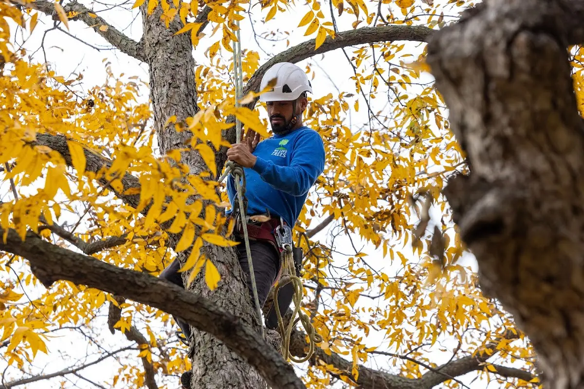 Skilled Tree Transplanting crew working in Bluffton